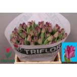 Tulp co Crown Negrita