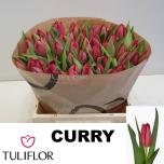 Tulp si Curry