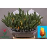 Tulp fr Davenport