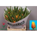 Tulp fr Davenport