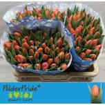 Tulp si Delta Storm