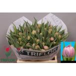 Tulp do Double Price