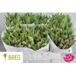 Tulp do Double Princess