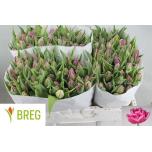 Tulp do Double Princess