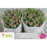 Tulp Double Princes