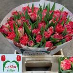 Tulp do Double Twist