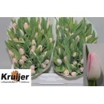 Tulp si Dynasty