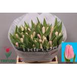 Tulp si Dynasty