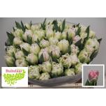 Tulp do Foxtrot