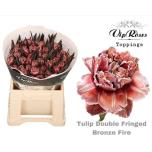 Tulp paint fr Bronze Fire