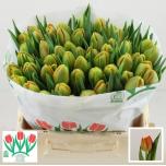 Tulp do Icoon