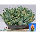 Tulp pa Irene Parrot