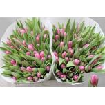 Tulp si Jumbo Pink