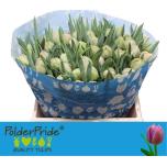 Tulp do Katinka