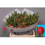 Tulp do Magic Price