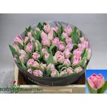 Tulp do Mariage