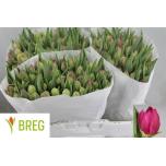 Tulp do Margarita