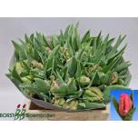 Tulp pa Marvel Parrot