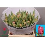 Tulp pa Marvel Parrot