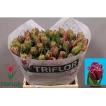 Tulp fr Mascotte