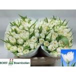 Tulp do Northcap