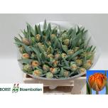 Tulp do Orange Princess