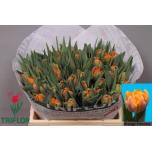 Tulp do Orange Princess