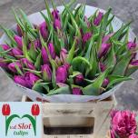 Tulp pa Parrot Prince