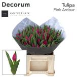 Tulp si Pink Ardour