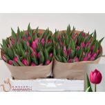 Tulp si Pink Ardour