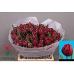 Tulp do Pontiac