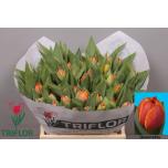 Tulp do Queensday