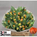 Tulp do Queensday