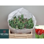 Tulp Red Princess