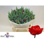 Tulp do Red Princess