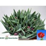 Tulp do Red Princess