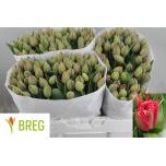 Tulp do Reminder