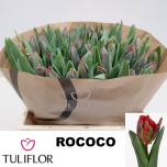 Tulp pa Rococo