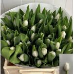 Tulp si Royal Virgin