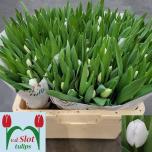 Tulp si Royal Virgin