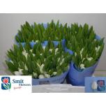 Tulp si Royal Virgin