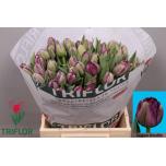 Tulp do Saigon Double