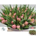 Tulp do Salmon Price