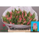 Tulp fr Santander