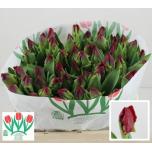 Tulp pa Seadov Parrot