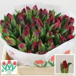 Tulp pa Seadov Parrot