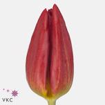 Tulp si Strong Fire