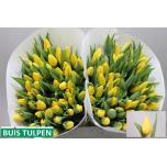 Tulp si Strong Gold