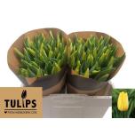 Tulp si Strong Gold