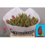 Tulp si Strong Love